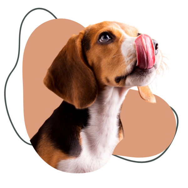 Pet Biz Newtork for Precise Petcare Members