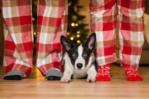 pet business holiday prep winter